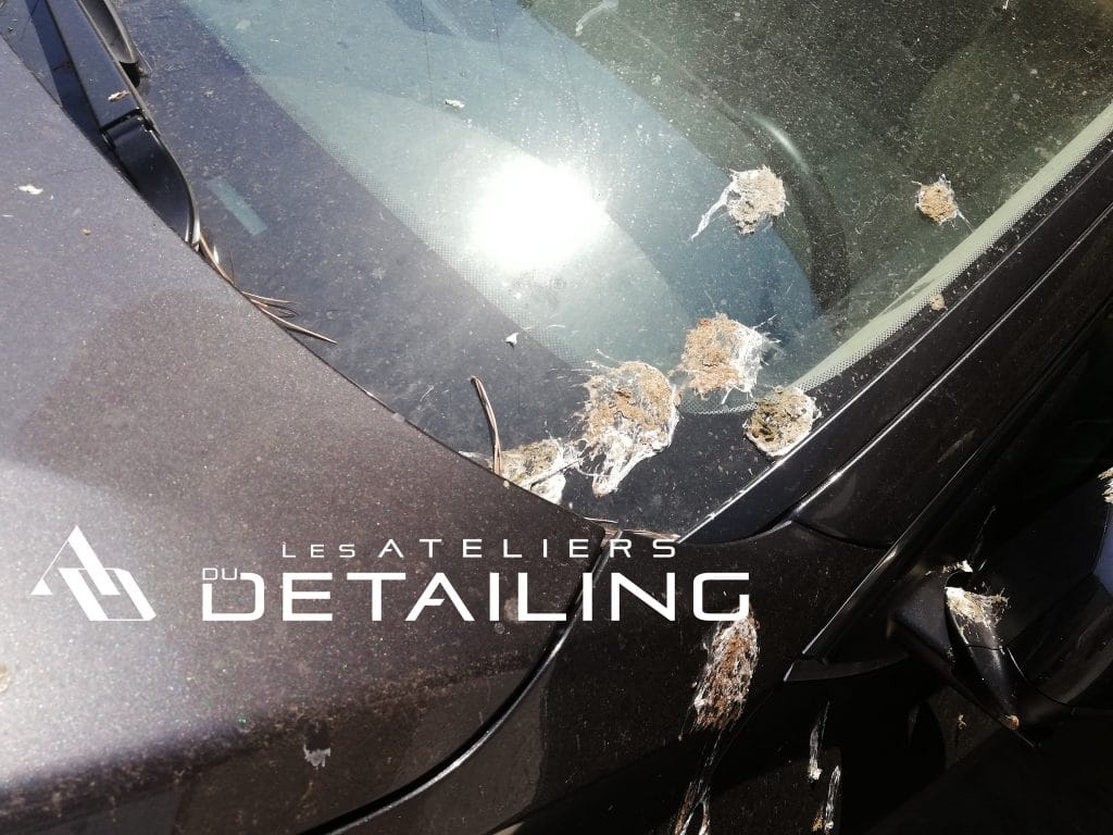 Fiente Doiseau Sur Carrosserie